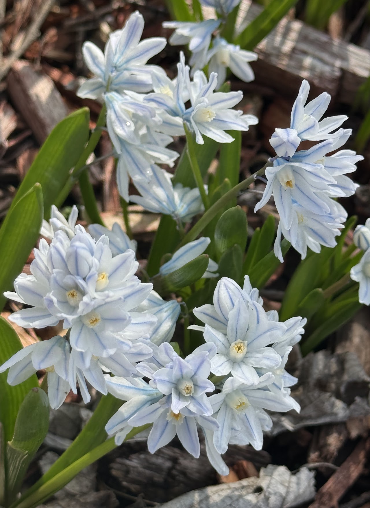 white-flower-march-2025